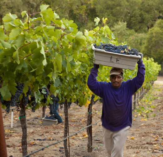 Carrying Grapes